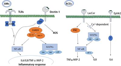 Targeting β-glucans, vital components of the Pneumocystis cell wall